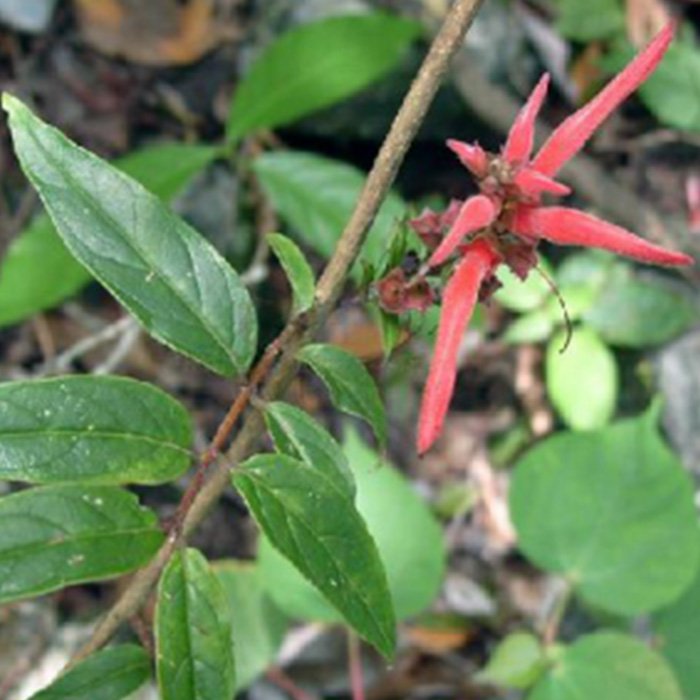 Herba Brandisiae Cauliflorae