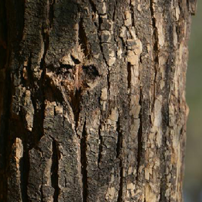 Cortex Coriariae Nepalensis