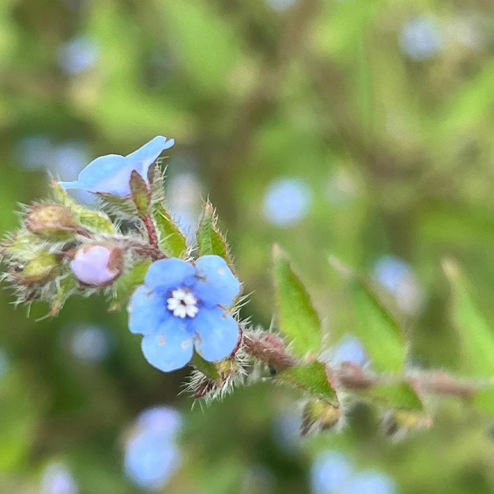 Herba Thyrocarpi Sampsonii