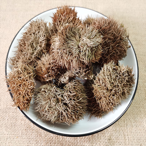 Involucrum Castaneae Mollissimae