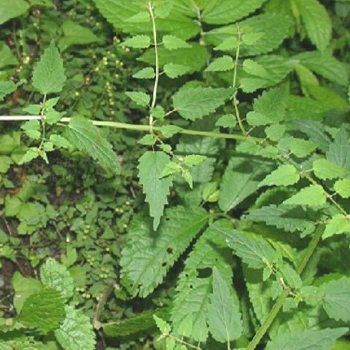 Herba Teucrii Omeiensis