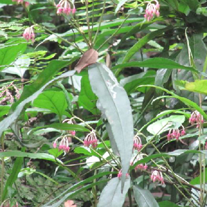 Radix Ardisiae Caudatae
