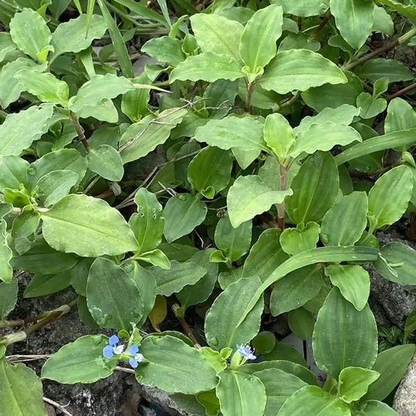 Herba Commelinae Bengalensis