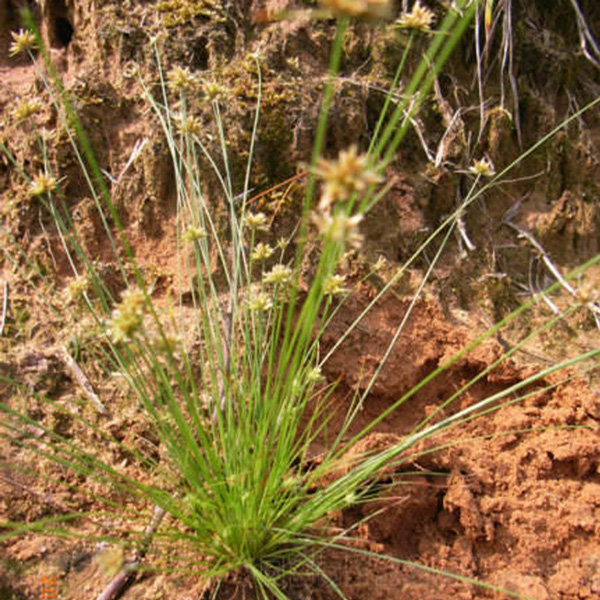 Herba Bulbostylidis Barbatae