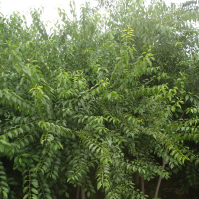 Herba Euonymi Chinensis