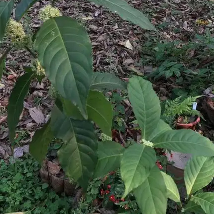 Folium Mayteni Confertiflori