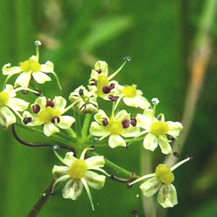 Folium seu Radix Laporteae Interruptae