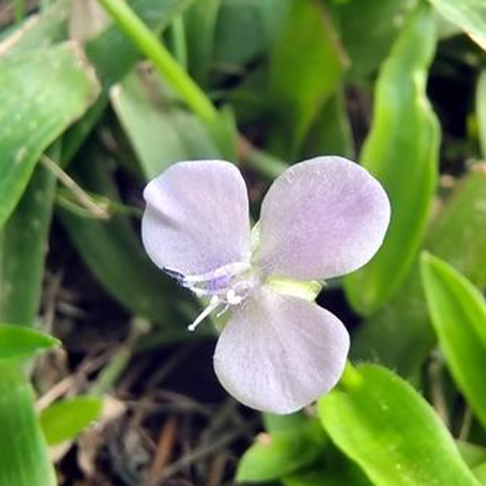 Herba Murdanniae Loriformis
